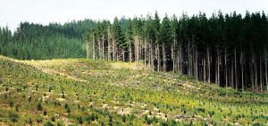 Cây gỗ thông Newzealand thẳng đều từ gốc đến ngọn cho năng xuất gỗ cao khi khai thác.