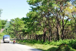Cây thông ở Việt Nam có tán thưa, rộng và nhiều cành nhánh nên cây gỗ cong nhiều và cho năng suất khai thác thấp.